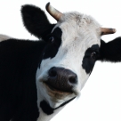 Common Law Land Rights, Right To Pasture
